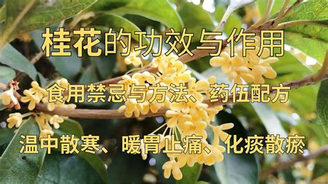 桂花禁忌|桂花泡茶禁忌，桂花的功效与作用禁忌